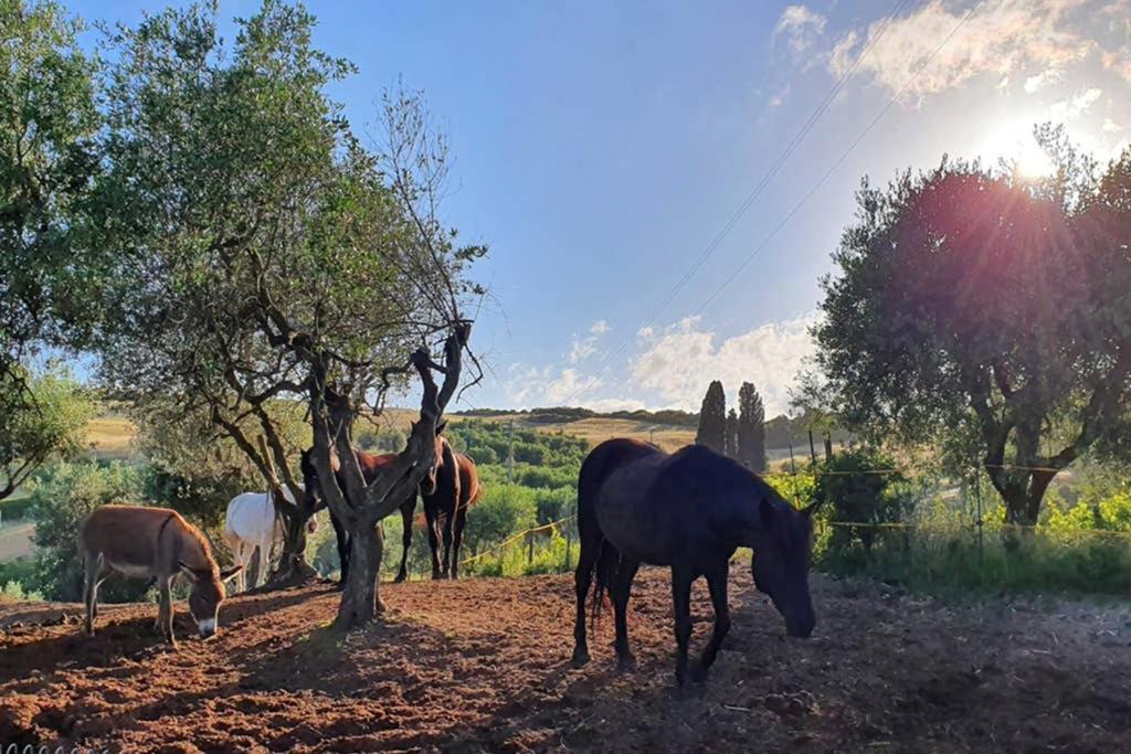 Appartamento Il Nido Volterra Ngoại thất bức ảnh